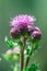 Prickly Canada Thistle