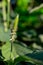 Prickly Chaff-flower