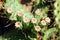 Prickly figs on a cactus