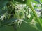 Prickly fruit of wild cucumber lat. Ecballium elaterium