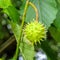 Prickly fruits on branches of Aesculus hippocastanum tree, commonly known as horse-chestnut or conker tree, at sunny autumn day