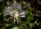Prickly goldenfleece wild flower