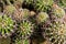 Prickly green cacti close-up.