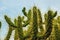 Prickly, green cactus, close up.