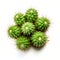 Prickly Green Cactus Plants In Closeup On White Background