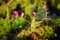 Prickly green cactus on sunny day in Tenerife Spain. desert