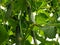 Prickly green cucumbers hanging on branches