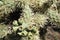Prickly green fruiting cactus in American Southwest