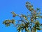 Prickly green seedpods