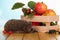 Prickly grey hedgehog sitting on table, next to box of fruit