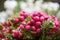 Prickly heath Gaultheria mucronata Rosea, showy ruby red berries