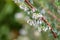 Prickly heath Gaultheria mucronata twig with bell-shaped white flowers