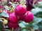 Prickly heath pink berries - Latin name - Gaultheria mucronata Pernettya mucronata after the rain