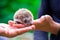 a prickly hedgehog sits on the palms of a child