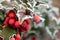 Prickly holly, red berries of an ornamental shrub covered with ice crystals. Ornamental plants in the garden
