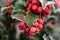 Prickly holly, red berries of an ornamental shrub covered with ice crystals. Ornamental plants in the garden