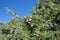 Prickly juniper, Juniperus oxycedrus