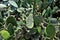 Prickly leaf and flowers of prickly pear