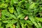 Prickly Leaved Elephants Foot Plants