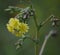 Prickly Lettuce blossom