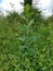 Prickly Lettuce or Milk Thistle - Lactuca serriola, Norfolk, England, UK