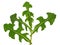 Prickly Lettuce plant, Lactuca serriola