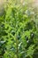 Prickly lettuce plant Lactuca serriola Torn also called compass plant