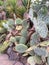 Prickly pear Ñactus on Gran Canaria island, Spain