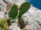 Prickly pear bush growing on a rock by the sea shore