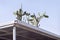 Prickly Pear Cacti Planted in a Grungy Rain Gutter