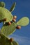 Prickly pear Cactus