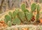 Prickly Pear Cactus