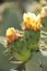 Prickly Pear Cactus