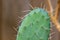 Prickly pear Cactus