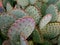 Prickly Pear Cactus