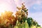 Prickly pear cactus with abundant fruits. Opuntia ficus indica.