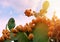 Prickly pear cactus with abundant fruits. Opuntia ficus-indica closeup.