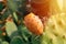 Prickly pear cactus with abundant fruits. Opuntia ficus-indica closeup view.