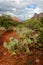 Prickly pear cactus on Bell Rock vortex in Sedona