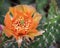 Prickly Pear Cactus in Bloom