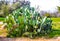 Prickly Pear Cactus With Blooming Buds