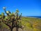 Prickly pear cactus, bonaire netherlands antillies