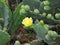 Prickly Pear Cactus (Brasiliopuntia Brasiliensis)