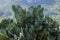 Prickly pear cactus bush