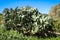 Prickly pear cactus bush