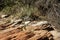 Prickly Pear Cactus Cacti and Yucca on Red Rock