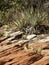 Prickly Pear Cactus Cacti and Yucca on Red Rock