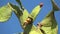 Prickly pear cactus close up with fruits in red and orange color over clear blue sky. Opuntia, called prickly pear, is a genus