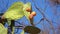 Prickly pear cactus close up with fruits in red and orange color over clear blue sky. Opuntia, called prickly pear, is a genus