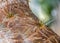 Prickly pear cactus closeup
